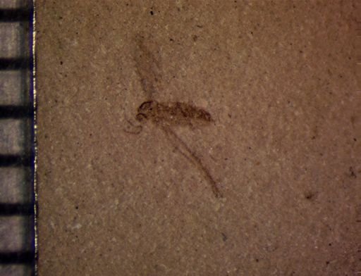 undet. Diptera