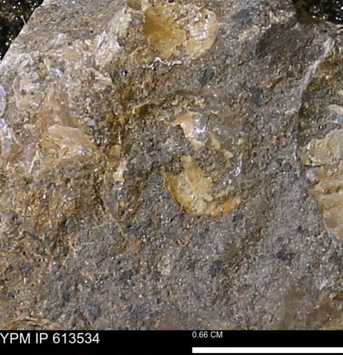 Scaphites sp.