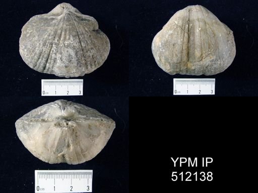 undet. Spiriferoidea
