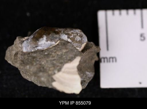 Nuculana sp.