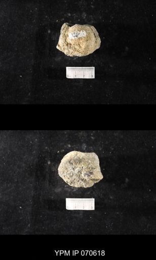 Favosites louisvillensis