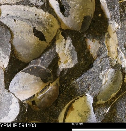 Limopsis? striatopunctatus
