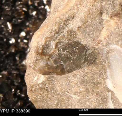 undet. Mollusca