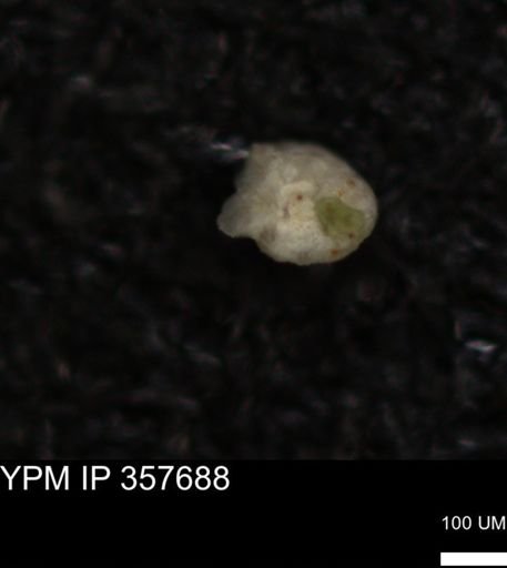 undet. Foraminiferida