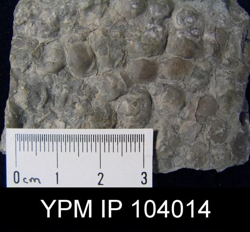 Rafinesquina gracilis