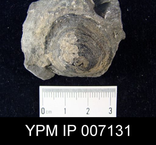 Orbiculoidea jervisensis