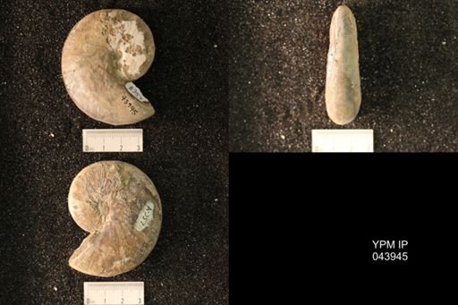 Hoploscaphites nicolletii