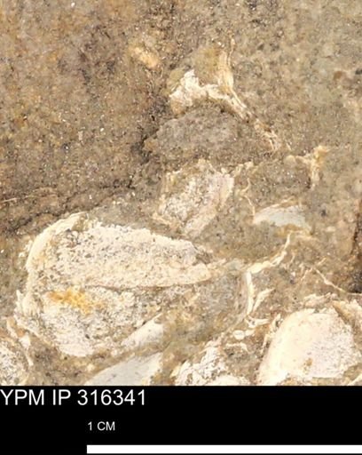 undet. Mollusca