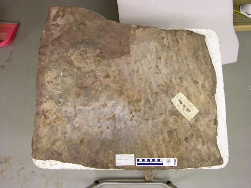 Gigandipus caudatus