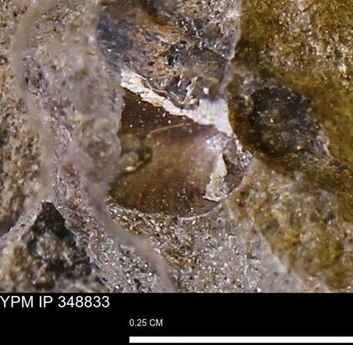 undet. Bivalvia