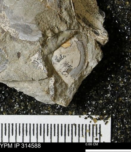 undet. Bivalvia
