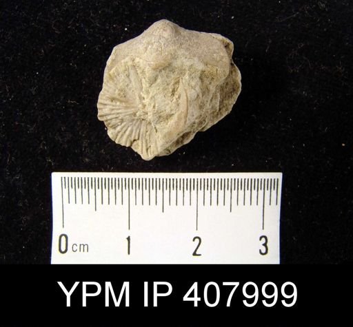 Dalmanella sp.