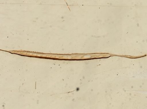 Gryllotalpa gryllotalpa