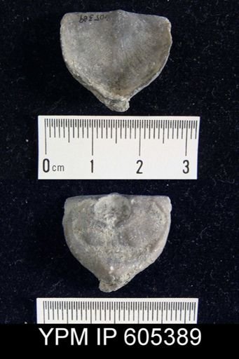 Strophomena sp.