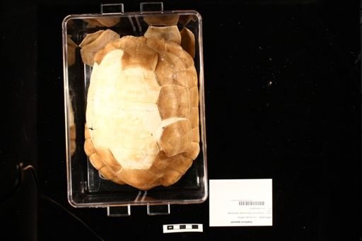 Gopherus agassizii