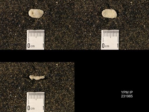 Chonetina flemingi