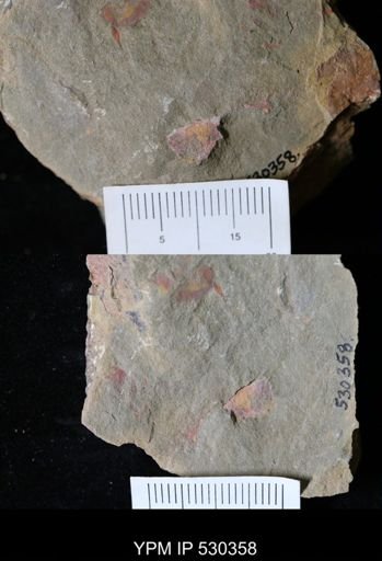 undet. Porifera