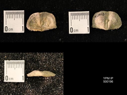 Mesolobus mesolobus decipiens
