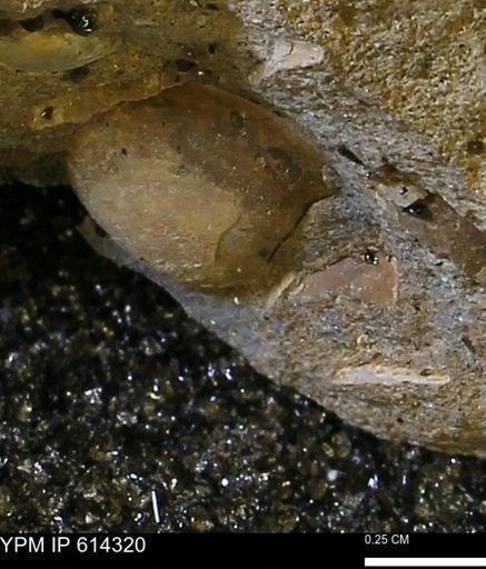 Limopsis striatopunctatus