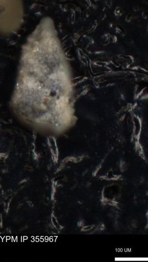 undet. Foraminiferida