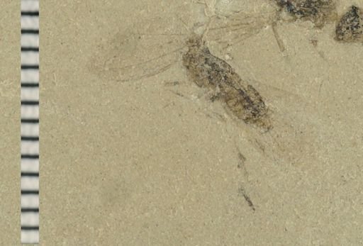 undet. Diptera