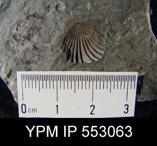 Camarotoechia sp.