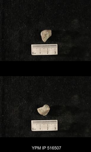 Cyclonema sp.