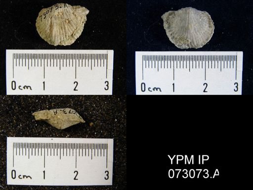 Atrypa tennesseensis