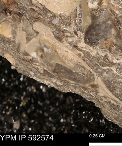 undet. Mollusca