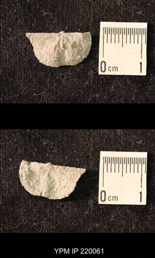 Chonetina flemingi alata