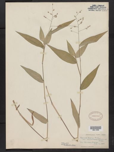Panicum boscii