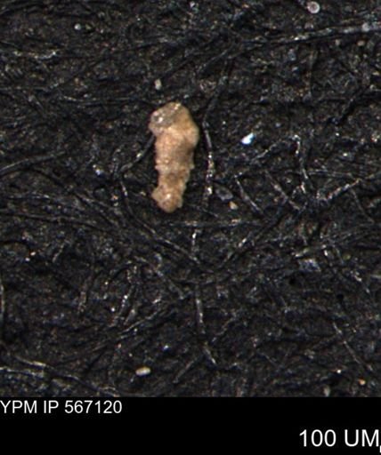 Verneuilina canadensis