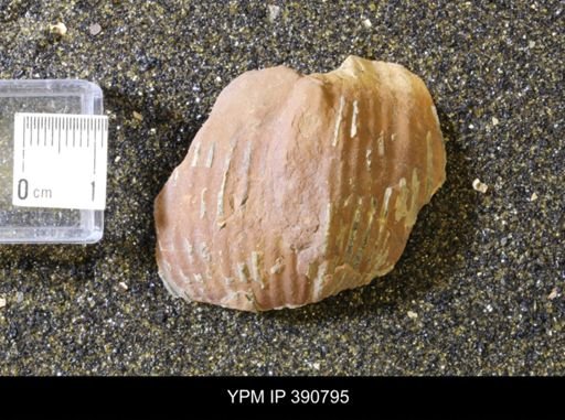undet. Scaphitidae