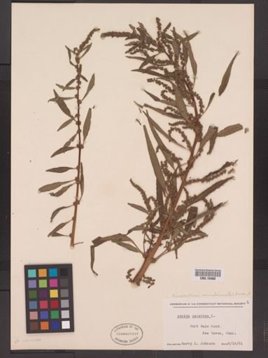 Amaranthus cannabinus