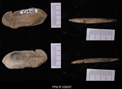Legumen planulatum