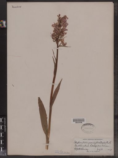 Platanthera grandiflora