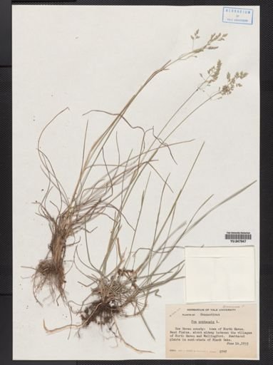 Poa pratensis