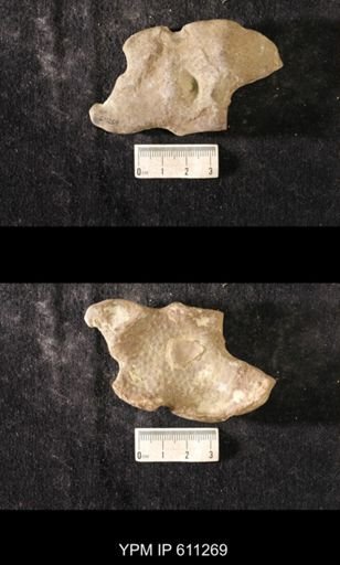 Heterotrypa frondosa