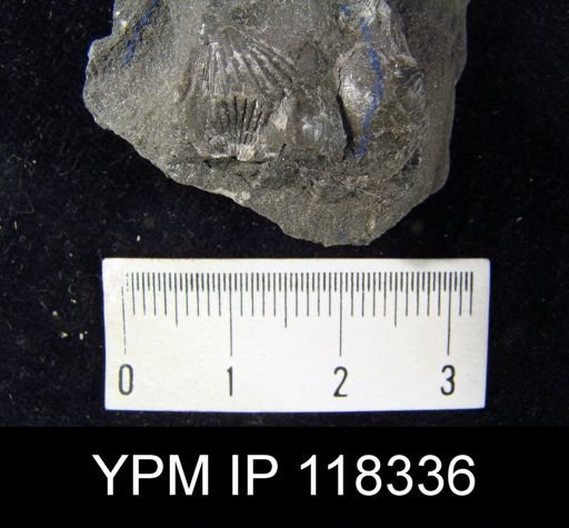 Camarotoechia nucula planosugosa