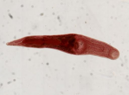 Lissorchis gularis