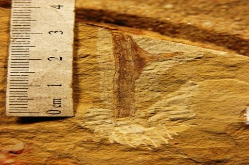 Paliurus dumosus