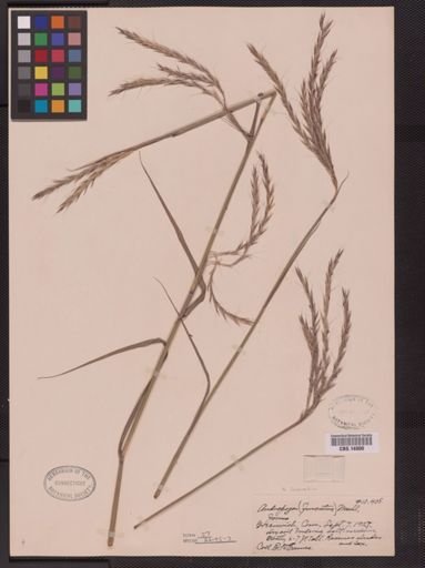 Andropogon gerardii