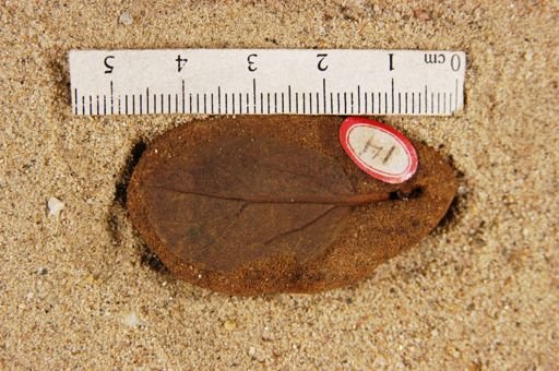 Plantae
