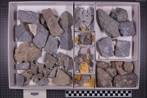 mixed taxa, stratigraphic collection