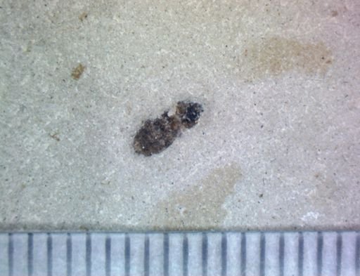 Coleoptera?