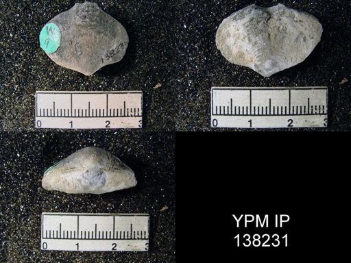 Athyris semiconcava