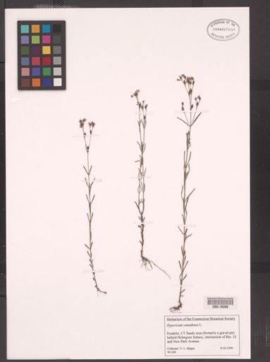 Hypericum canadense