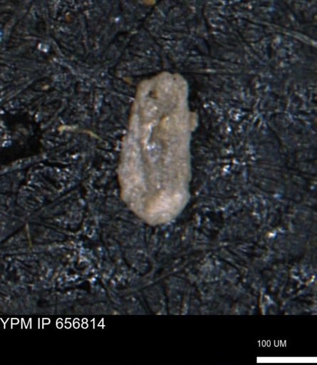 Miliammina inflata