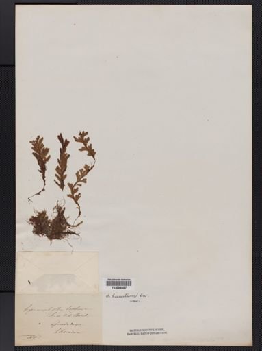 Hymenophyllum