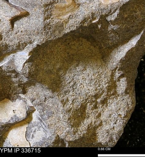 undet. Mollusca